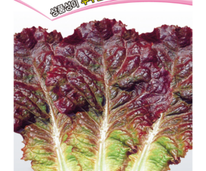 [아시아종묘] 상추 아시아오래따적치마 3,000립 [3,000원]