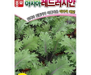[아시아종묘] 케일 레드러시안 1000립 [3,000원]