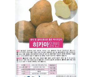 [아시아종묘] 멕시코감자 히카마얌빈 30립 [4,000원]