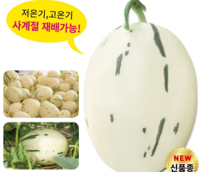 [아시아종묘] 메론 실버스타 10립 [5,000원]