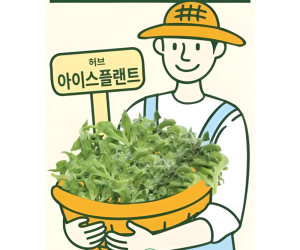 [아시아종묘] 아이스플랜트(크리스탈풀)-커몬 500립 [6,000원]